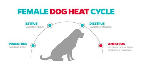 brown discharge female dog|Pet Owner’s Guide to Heat Cycle and Blood Colors